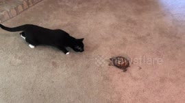 Cats react to seeing turtle for first time