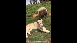 Lions are chill