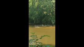 Geese protect babies from heat wave