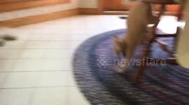 Agile kitty does perfect front flip as dog looks on nonchalantly