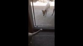 Cat and dog trying to get moth funny
