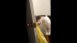 my cat trying to fit an entire door knob in her mouth