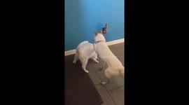 Cat plays with dog