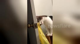Cat tries to fit entire door knob into her mouth
