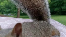 Morning Coffee and Nuts with Ace the Squirrel
