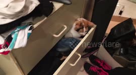 Cat plays hide and seek by concealing itself in clothes drawer