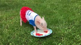 Miniature pig tries watermelon for the first time – and adores it