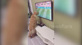 Golden retriever transfixed by World Cup match on TV