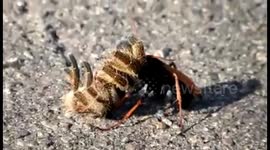 Powerful wasp drags big spider across the road