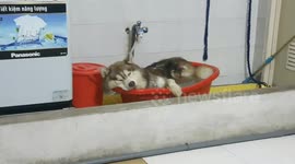 The Husky sleeping in his bath because the weather is too hot