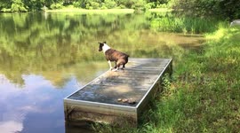 Diving Dog