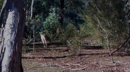 Kangaroos in the Wild | Tracking Our Local Mob | Ep1