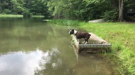 Diving Dog