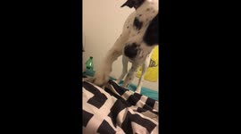 Sleepy Puppy is ready for bed