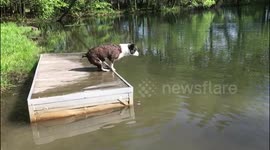 Fishing Diving Dog