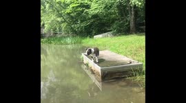 Dog diving for fish