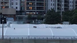 Three urban foxes at play on water works covers in London.