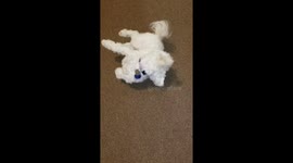 Maltipoo vs frozen strawberry
