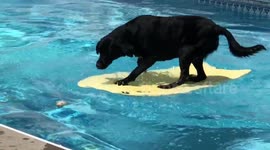 Clever dog crosses pool using bodyboard