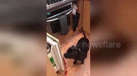 Dog grabs celery snack from the fridge all by himself