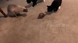 Cats interacting with turtle for 1st time - part 2