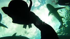 Fearless man dives into shark infested waters off the Bahamas