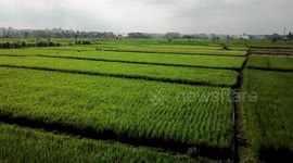 Bali Rice Field