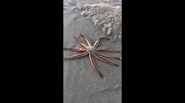 Watching a sea star slowly walk along a sandbar will mesmerize you