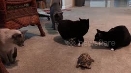 Cats cautiously approach turtle for the first time