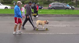 Dog takes to the road on a skateboard in Bogota, Colombia