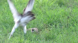 Big lizard aggressively strikes at large eagle in self defence