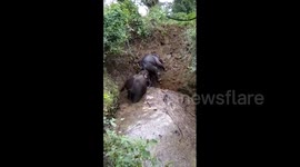 Villagers cheer as wild elephant rescues friend after falling into 20-foot-deep well