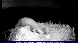 Pine marten snatched three eggs laid by osprey