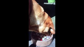 Dooley the Lab cooling off with apples & ice