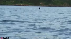 Video captures Orca swimming in Plymouth Sound