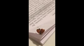 Ladybug