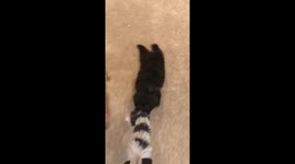 Laziest dog in the world wants you to do all the work when playing