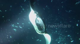 Hawaii (Big Island) Manta Ray night dive - June 2018