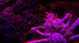 Strange marine creatures