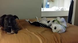 Puppy pitches tantrum over bone!