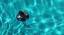 Hilarious moment mouse is spotted sunbathing in residential pool in Connecticut