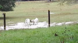 Dog playing with goat!