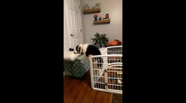 Determined dog escapes playpen at Maine home