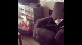 Corgi Cannot Be Contained