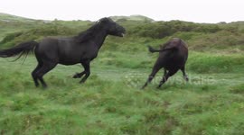 Wild Dartmoor pony chases away wandering cow