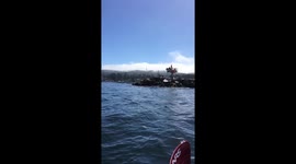 Noisy Sealions