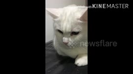 The cat is saying, she refuse to take a bathe
