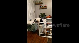 Newsflare Edit - Determined dog escapes playpen at Maine home