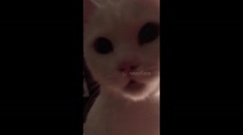 Love the sounds of cat purr