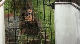 Watch a fierce fight between foxes over fruitcake in London back garden